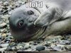 funny-captions-i-lold.jpg