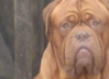 Dogue.png