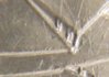 Canada-10Cents-DoublingReverse-P10.jpg