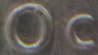 Canada-10Cents-DoublingReverse-UltraZoom4.jpg