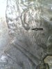 1997 double lobe.jpg