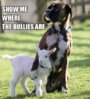 Show Me Where The Bullies Are.jpg