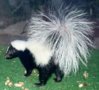 skunk.jpg