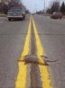 Roadkill.JPG