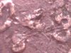 1943 Cent 60 Power.jpg