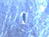 05Pbuff5cArrowhead3.jpg