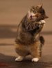 cathappydance.jpg