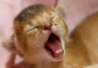 cat_yawn.jpg