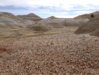 rock hunting landscape.jpg