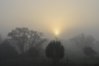 foggy_morning.jpg