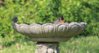 IMG_0746small.jpg
