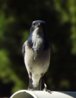 Blue Bird-43.jpg