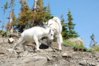 glacergoat2.jpg