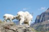 glaciergoat3.jpg