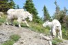 glaciergoat4.jpg