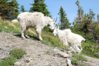glaciergoat5.jpg
