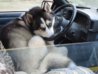 driver1[1].jpg