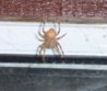 spider111.JPG