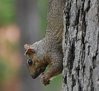 squirreltreebeloit1.jpg