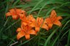 orangeflowersbeloit1.jpg