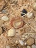 cointalk agate.jpg