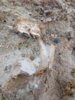 cointalk agate 5 fossle.jpg