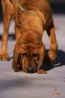bloodhound.jpg