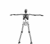 skeleton_exercising.gif