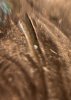IMG_2737.jpeg