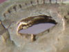 1854#5.jpg