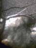 cpm_1882CC_V2C_OBV_Die_Scratch.jpg