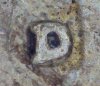 US Roosevelt Dime 1951-D #1 Reverse-Mint Mark Closeup.jpg