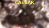 CAESAR.jpg