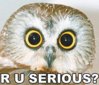 o-rly__ruserious.jpg
