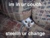 funny cat pictures and captions (15).jpg