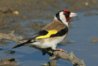 550px-European_Goldfinch.jpg