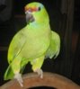 mandy_bird.jpg