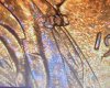 IMG_7642.jpeg