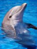 Flipper.jpg