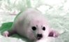 red seal.jpg