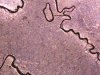 2007 Wyo Quarter Err 4.jpg
