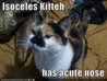 isoceleskitteh.jpg