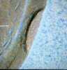 IMG_3625.jpeg