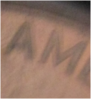 wam.PNG
