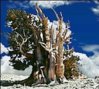 Bristlecone Pine.jpg