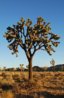 Joshua Tree.jpg