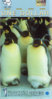 pinguini2.jpg