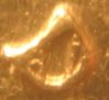 1994_D_closeup.JPG