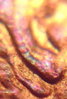 1984 Double Ear Variety 1.jpg