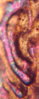 1984 Double Ear Variety 2.jpg